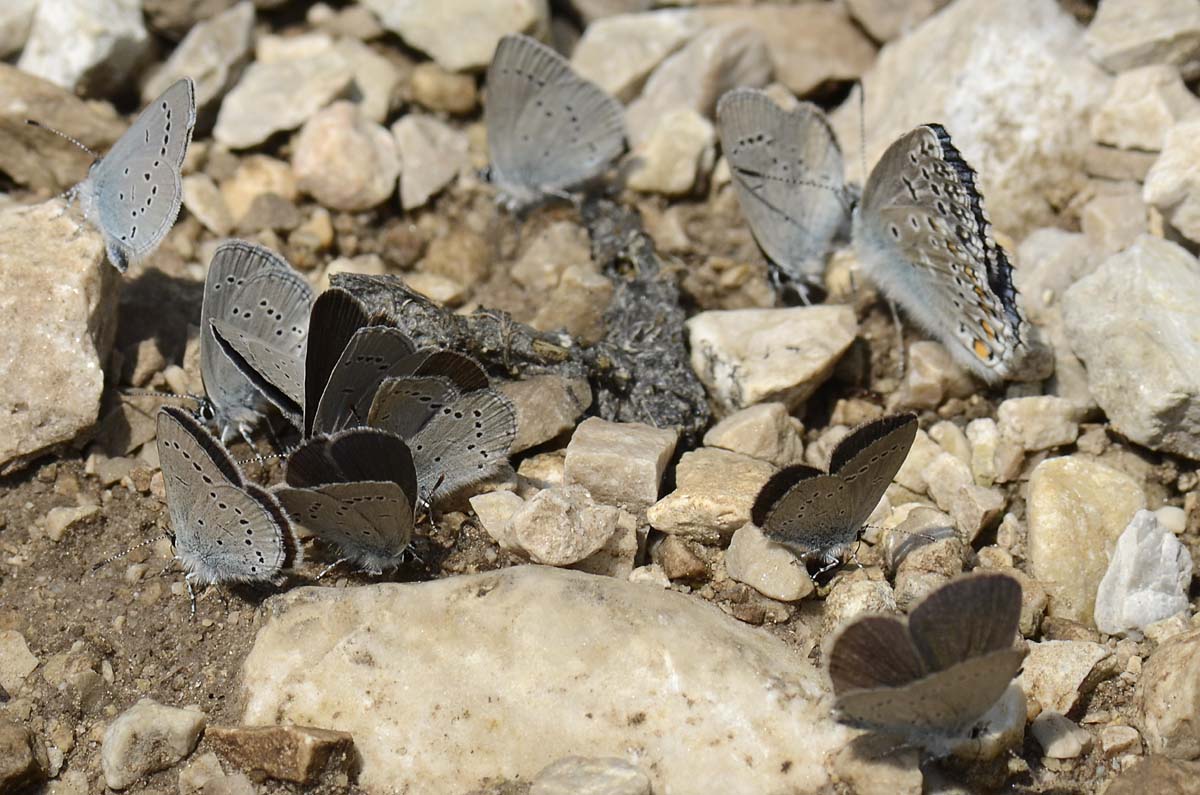 Gruppo misto Lycaenidae da id.